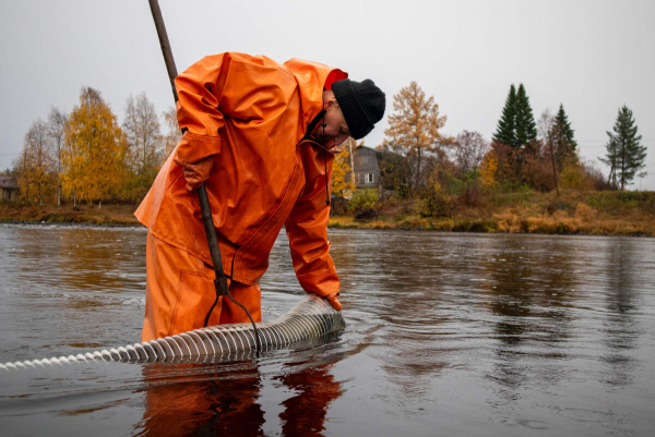 В реку Шуя было выпущено 23 тысячи мальков онежского лосося