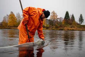 В реку Шуя было выпущено 23 тысячи мальков онежского лосося